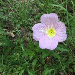 Meet your Posher, Cara